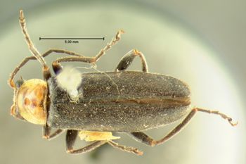 Media type: image;   Entomology 3407 Aspect: habitus dorsal view